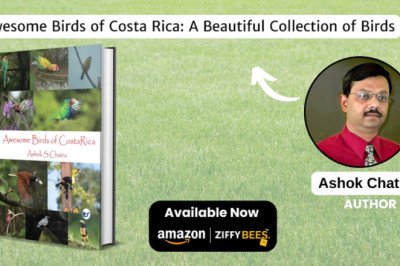 Awesome Birds of Costa Rica- A Celebration of Avian Wonders