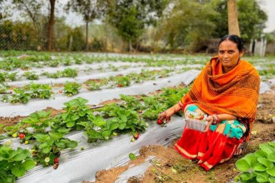 Vedanta’s “Project Sangam” empowers Kalahandi farmers through strawberry cultivation